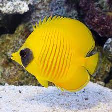 Live Tropical Marine fish and Fresh Water Fish